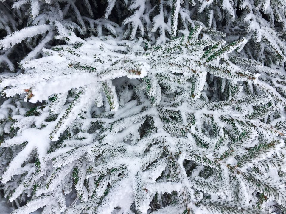 Closeup of evergreen branches covered in snow 