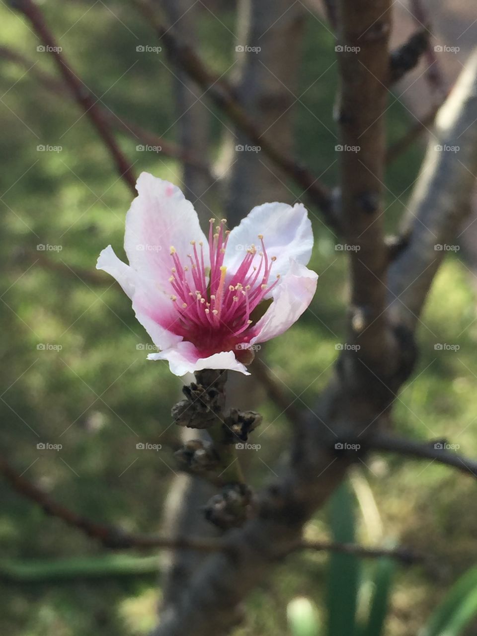 Solitary pink flower 
