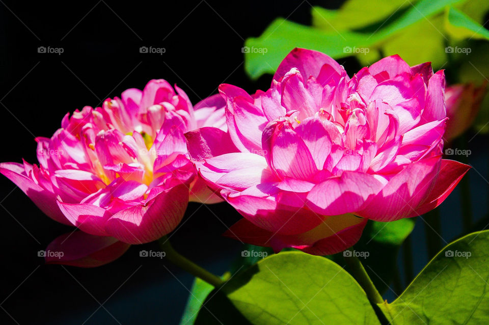 Pink lotuses