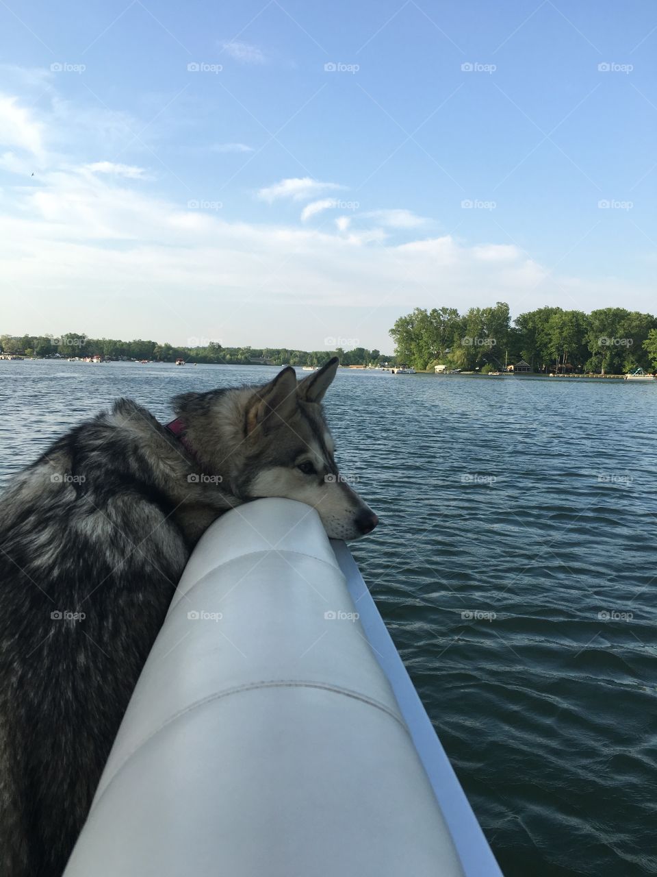 Water husky 