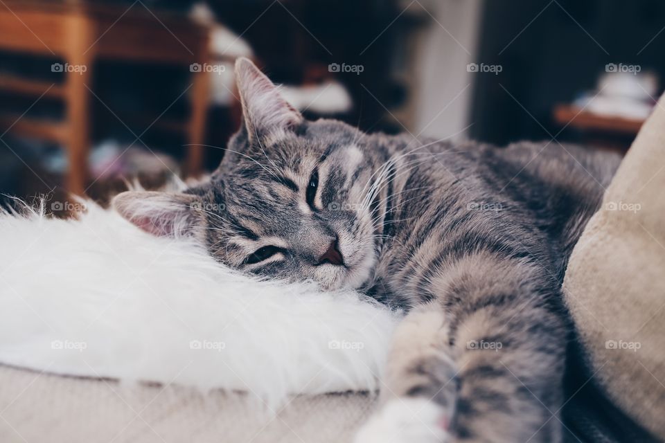 Close-up of resting cat