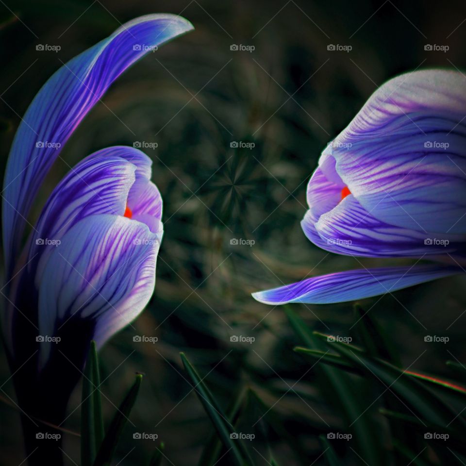 Kissing crocuses