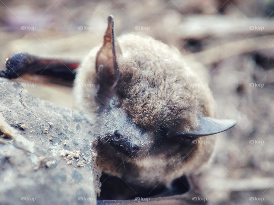 A bat, animal