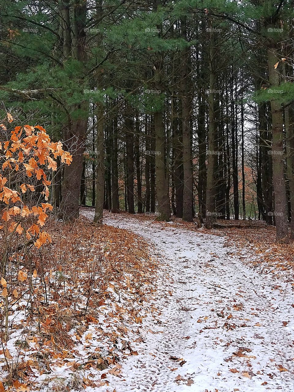 a trail in the woods with snow