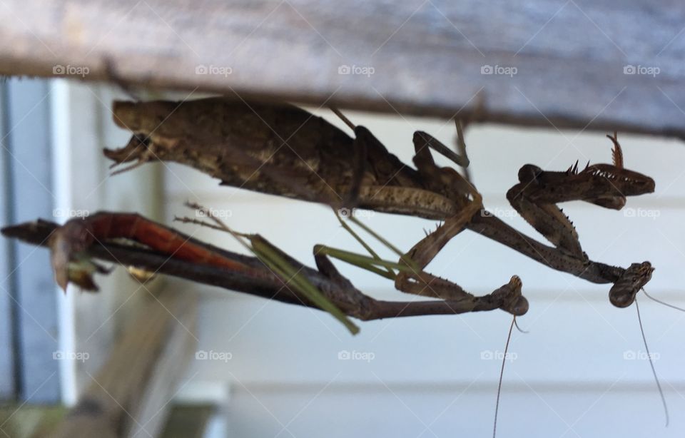 Praying mantises keeping their species prolific