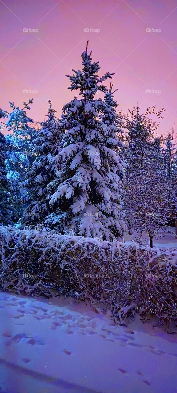 Snow on tree branches