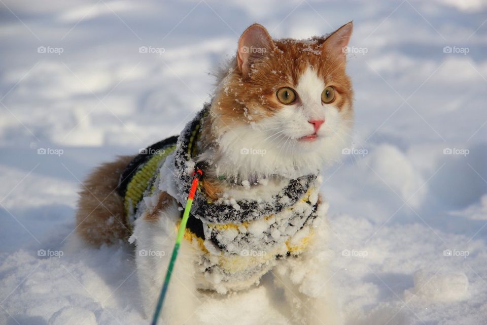 Norwegian forest cat sitting on snow