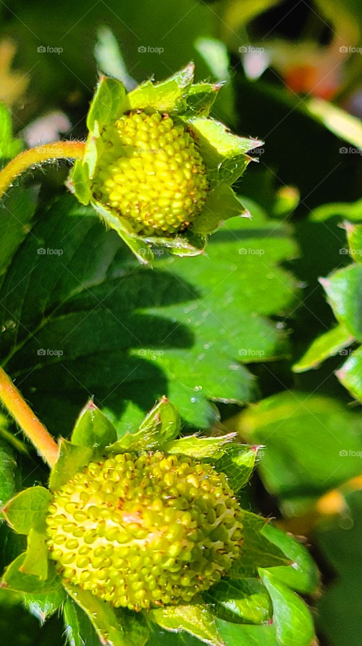 Home grown Strawbwrries