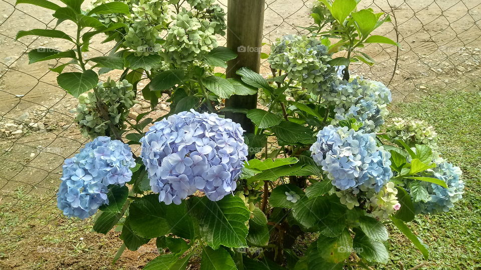 TRONCO FLOR HORTÊNCIA