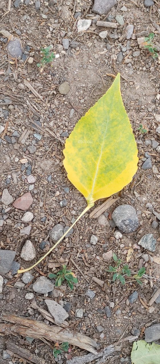 Green leaf turning yellow, fall is beginning
