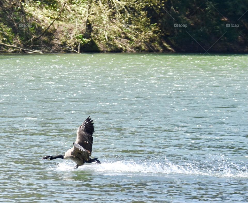 A goose that looks like it’s running on the water