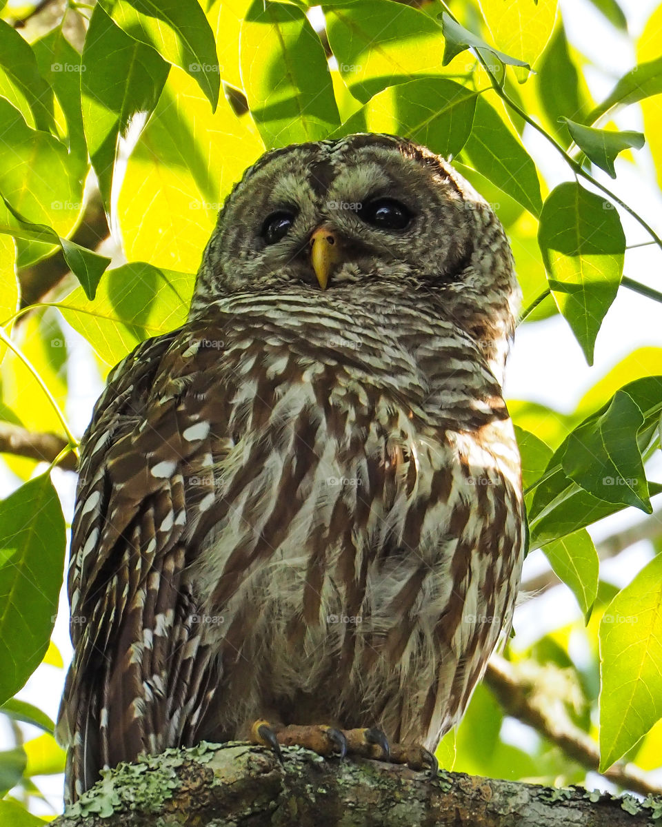 Owl - eyes