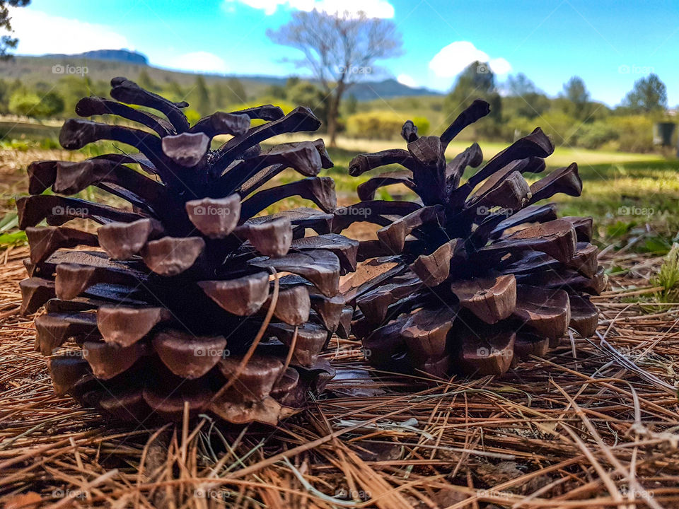 pine cones on bed of pine needles