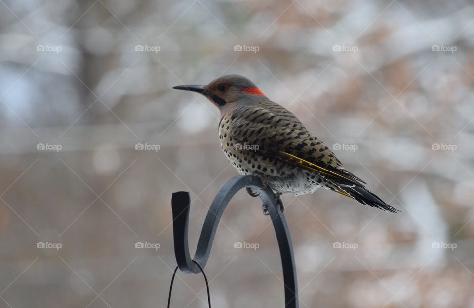 View of northern flicker