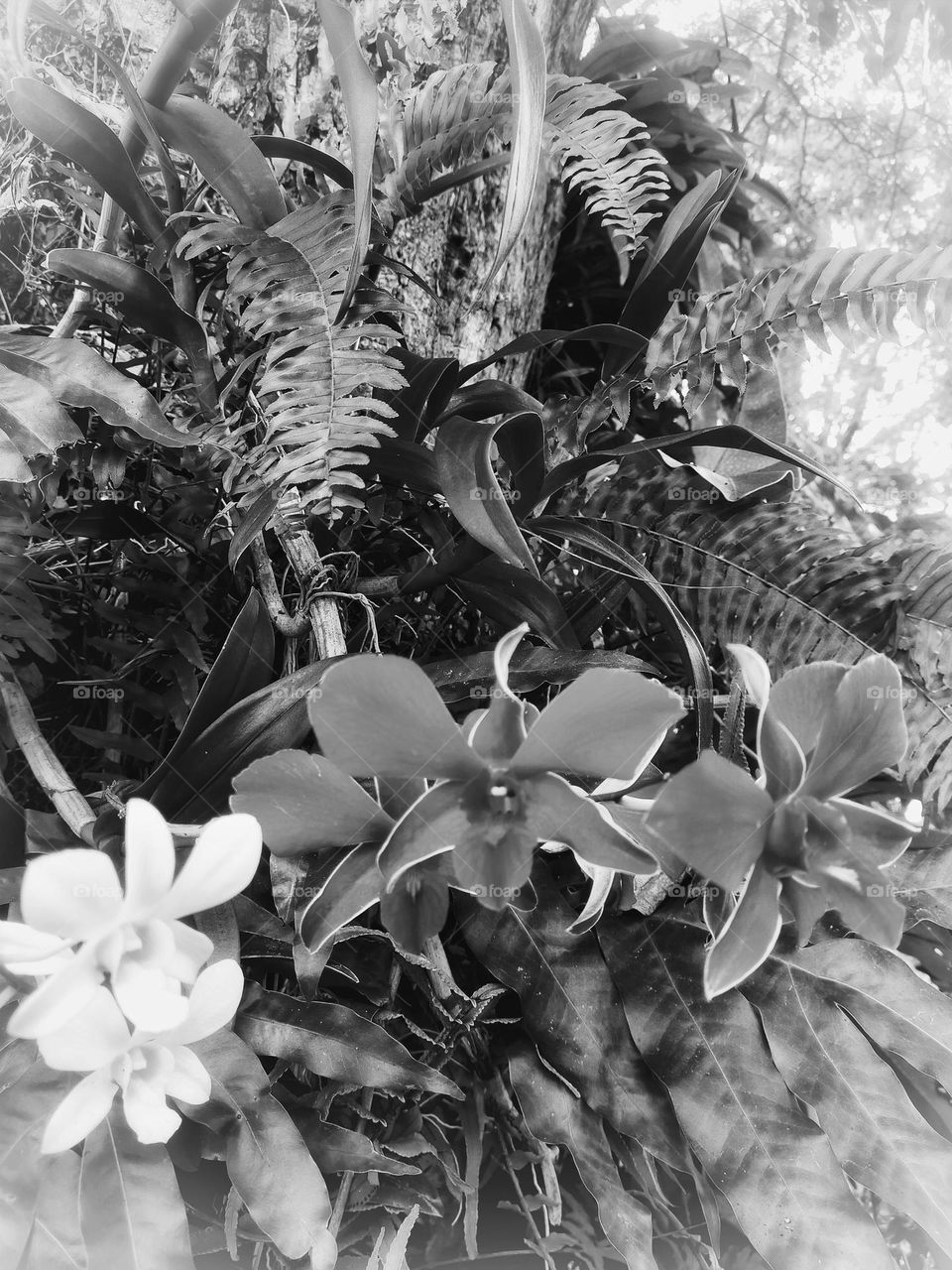 Picture of an orchid tree that looks beautiful.