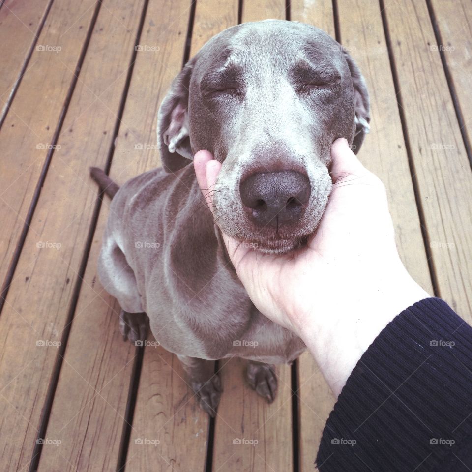 Sleepy Weimaraner 