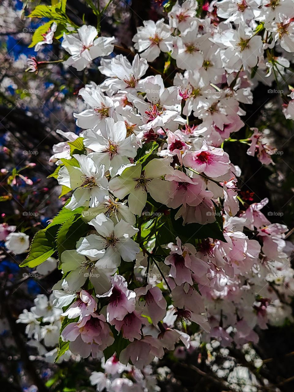 Closeup of the beautiful cherry blossom tree with its blooms signifying the true beauty of spring 