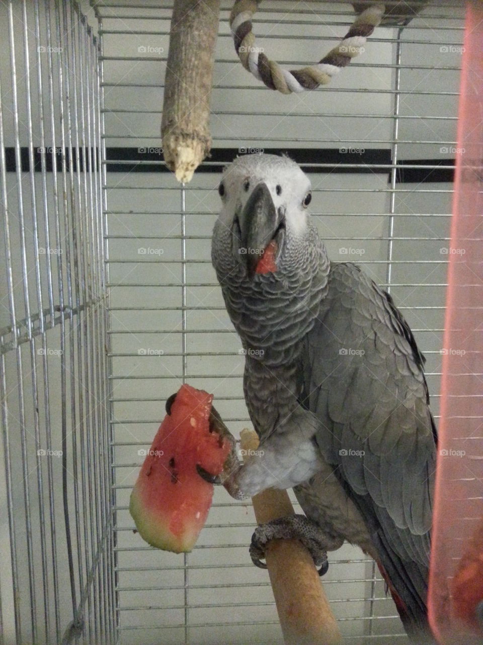 african grey parrot eating watermelon