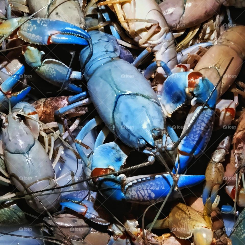 common yabbies Great pets..The common yabby is an Australian freshwater crustacean in the Parastacidae family. photograph taken in Tooraweenah NSW Australia