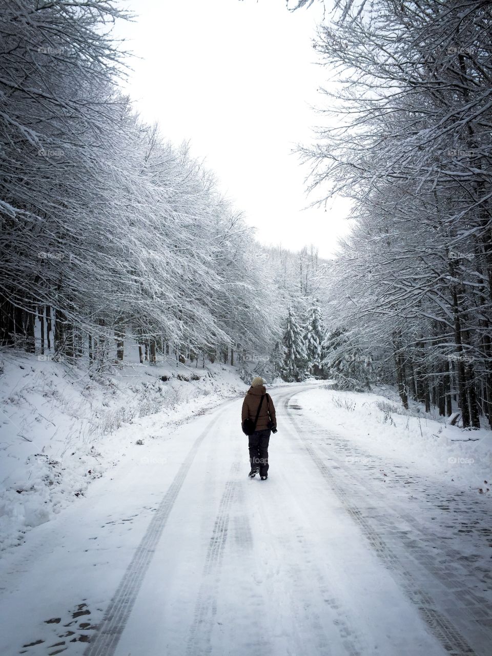 Single hiker on a snowy road surrounded by pine cone trees covered in snow