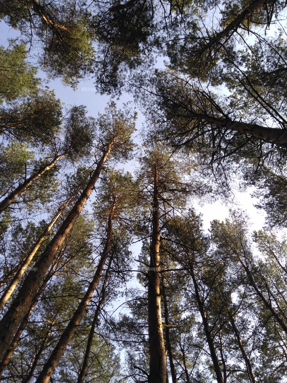 forest and sky spring time texture background