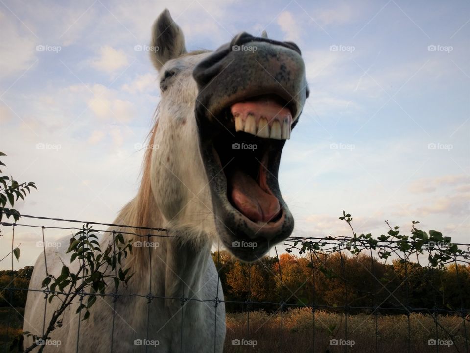 Gray Horse Laughing Over the Fence