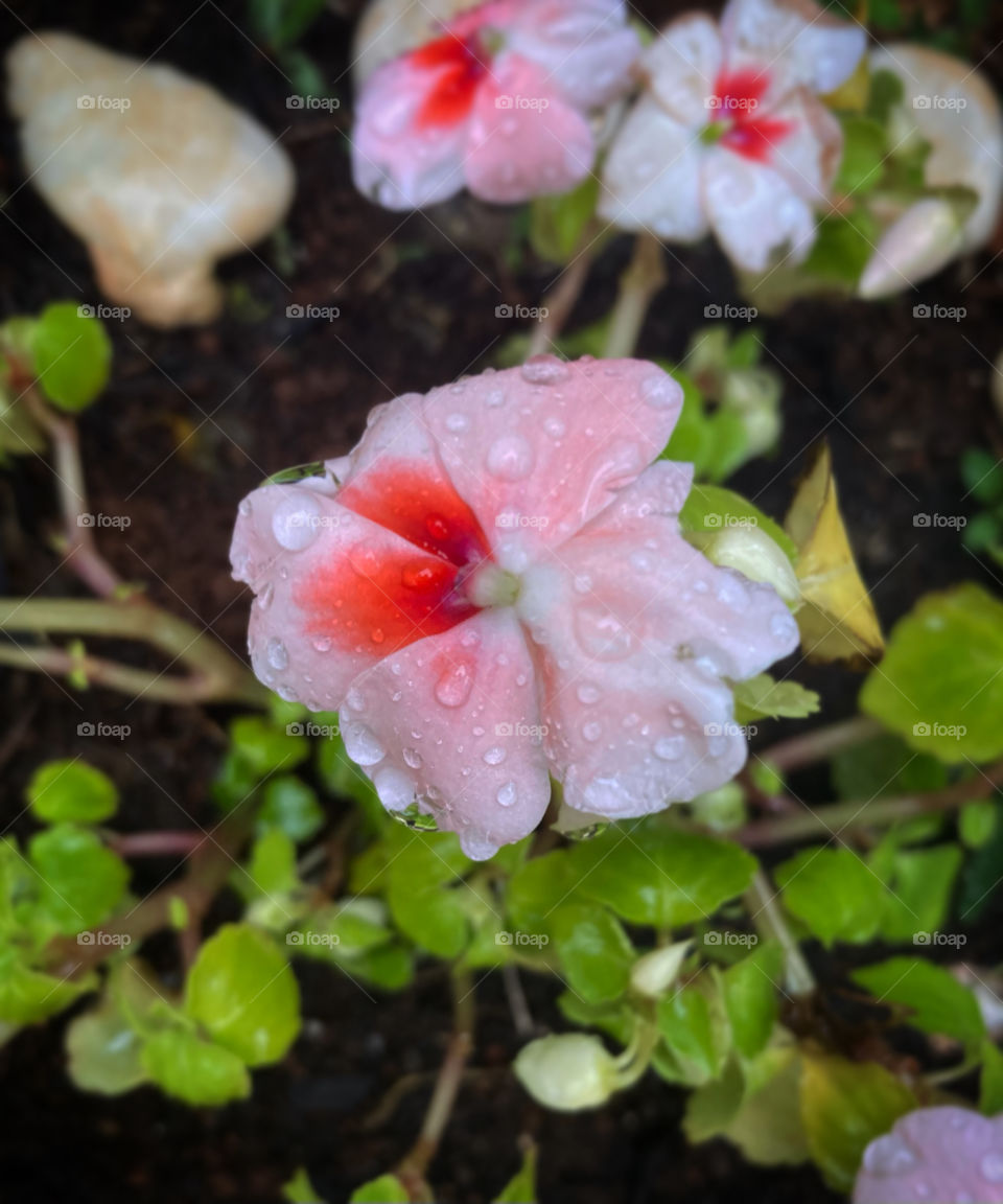 🌹 🇺🇸 Very beautiful flowers to brighten our day.  Live nature and its beauty. Did you like the delicate petals? / 🇧🇷 Flores muito bonitas para alegrar nosso dia. Viva a natureza e sua beleza. Gostaram das pétalas delicadas? 