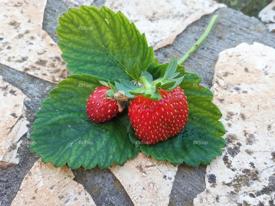 Strawberries on the Leaf