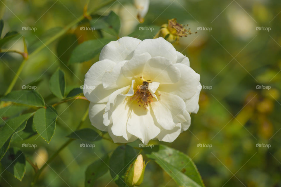 Bee in flower 