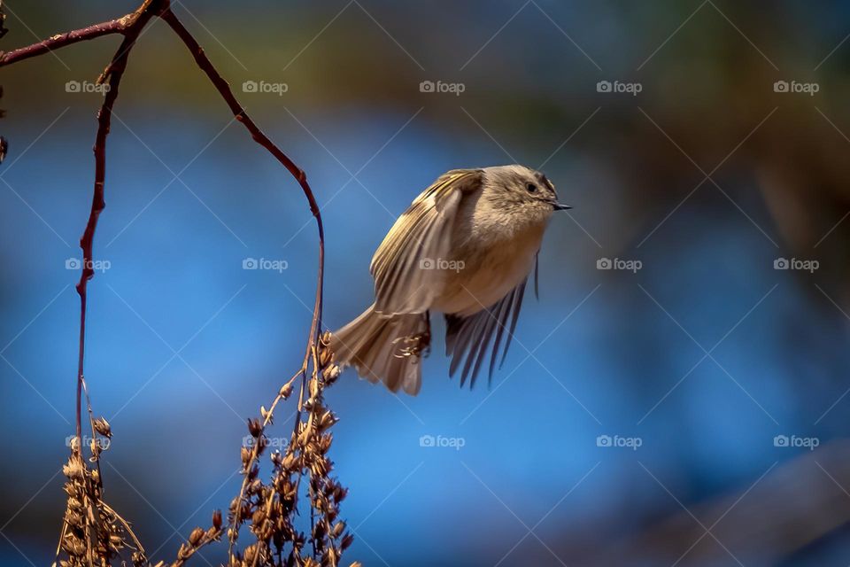 The high-energy Golden -crowned Kinglet is in hot pursuit of more insects. Raleigh, North Carolina. 