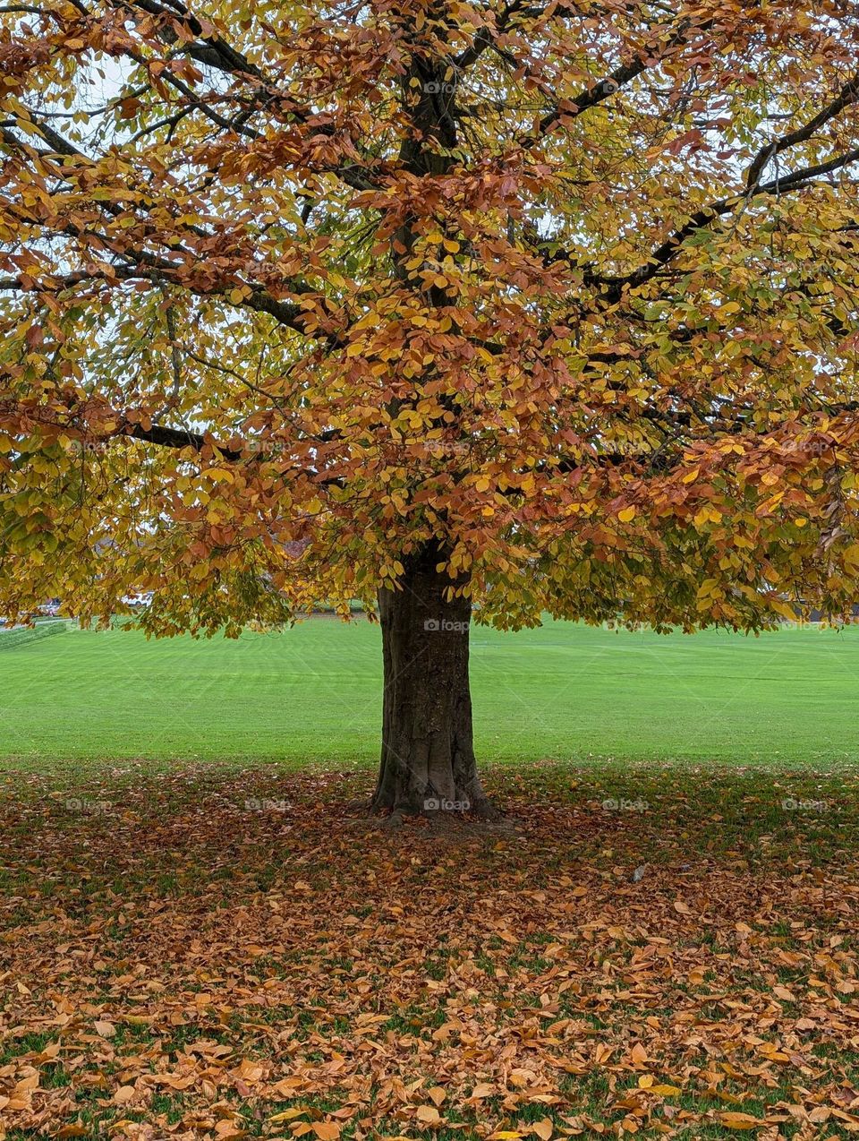 Photo of the Month (November)