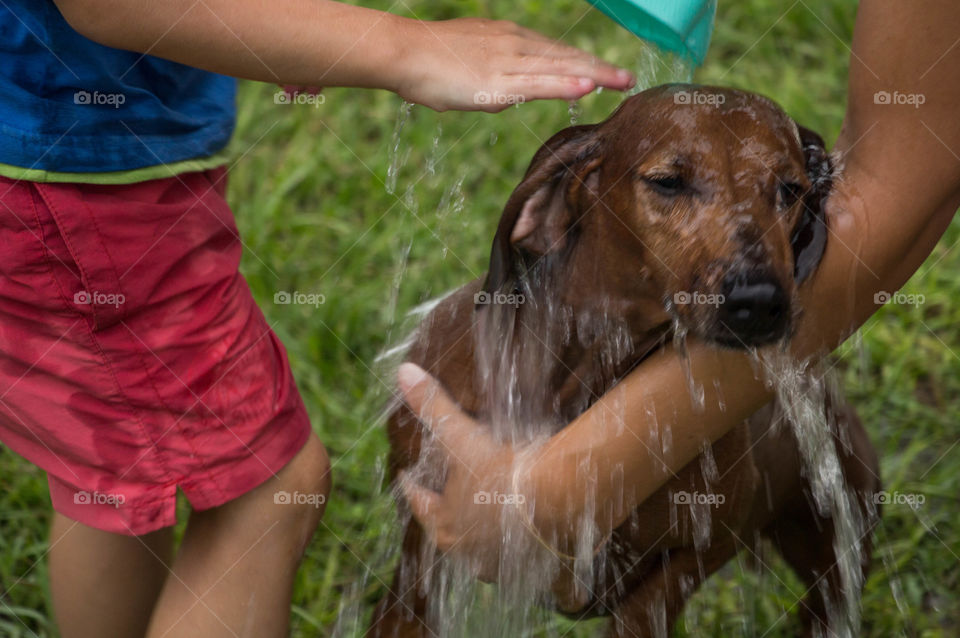 bathing daschund in summer