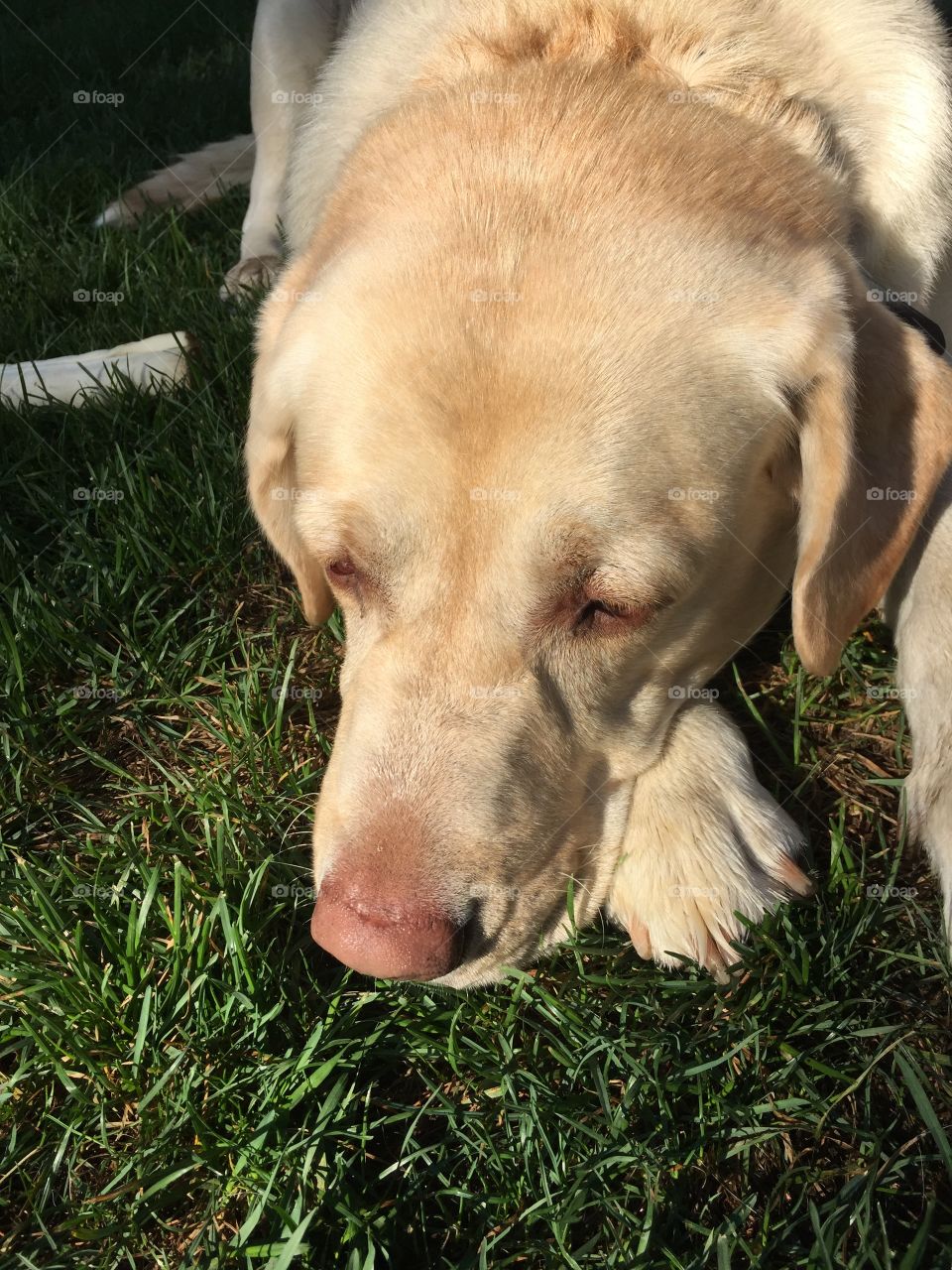 Yellow Lab