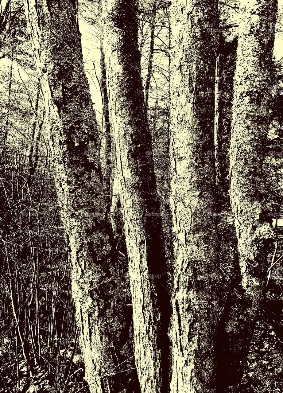 Oak woods