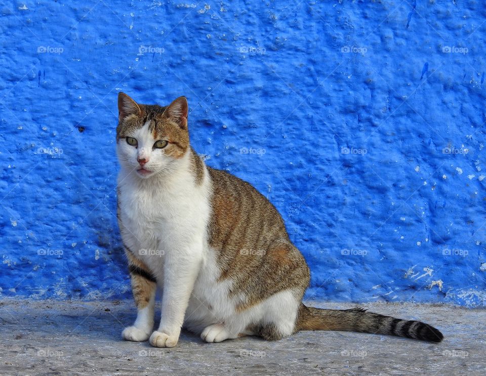 Cat by blue wall