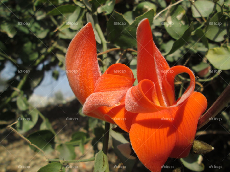 UNKNOWN FLOWER??????!!?!?