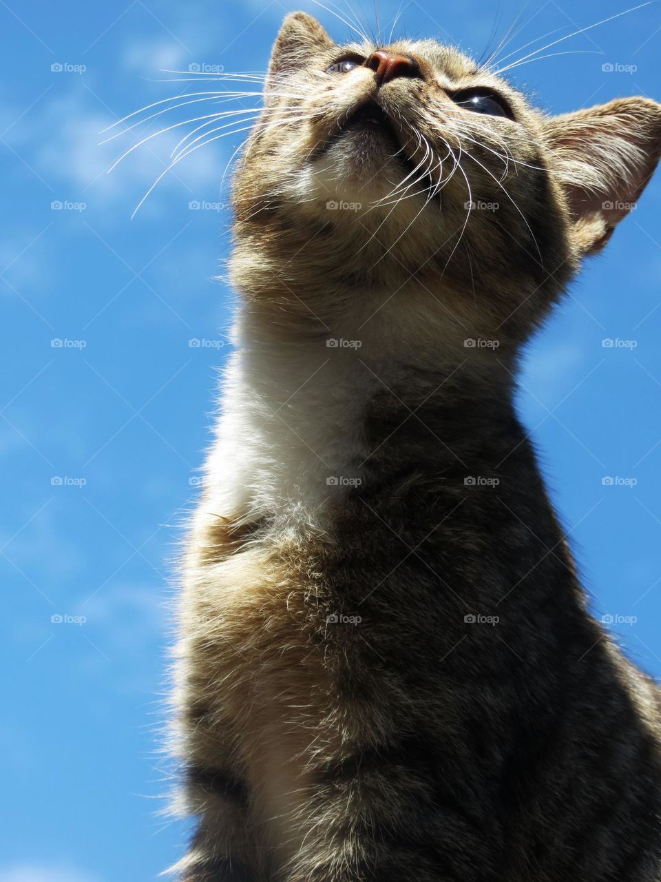 cute little cat looking at the sunny sky