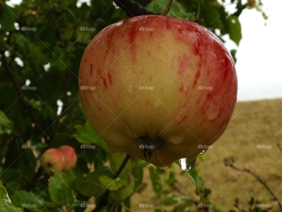 tree water autumn apple by cabday