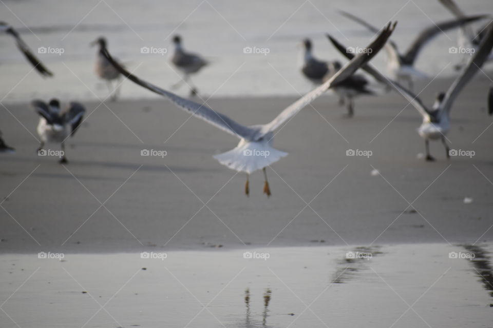 seagull in for a landing