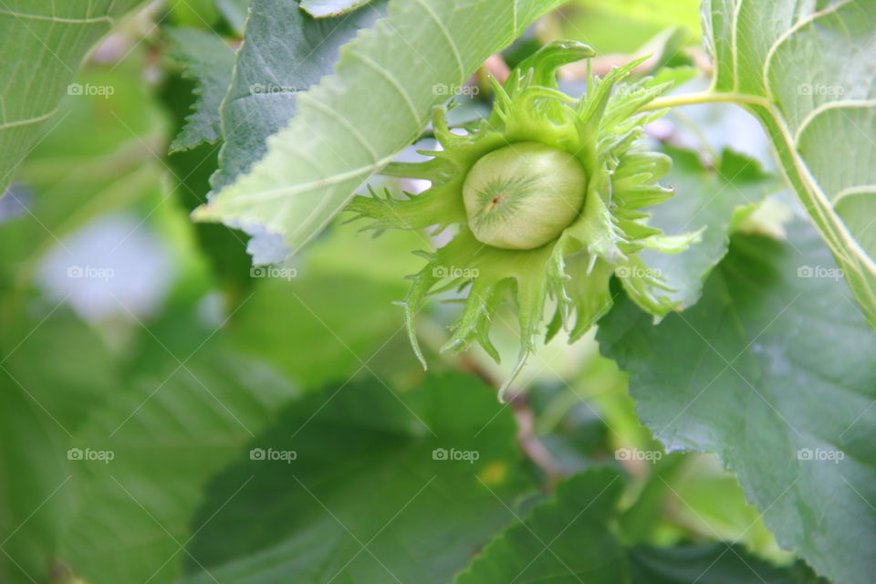 hazelnut still growing