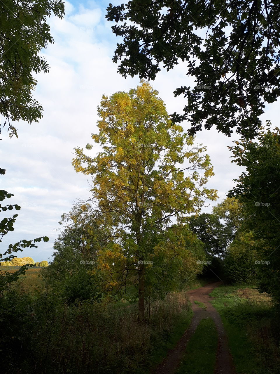 Tree, No Person, Landscape, Wood, Nature