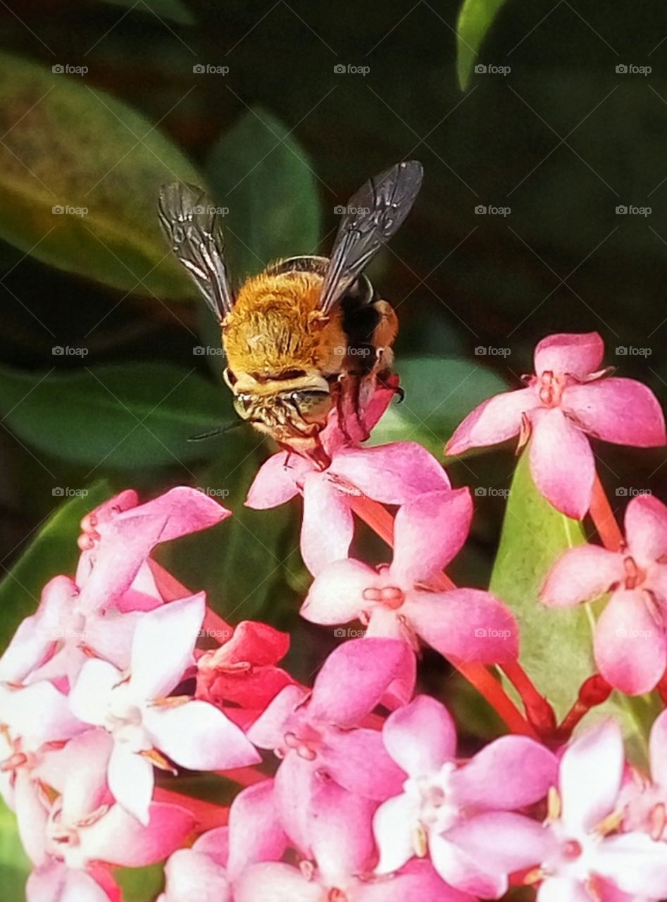Bee