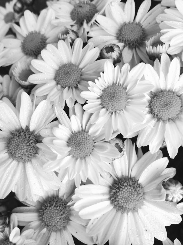 Daisies in Black and White
