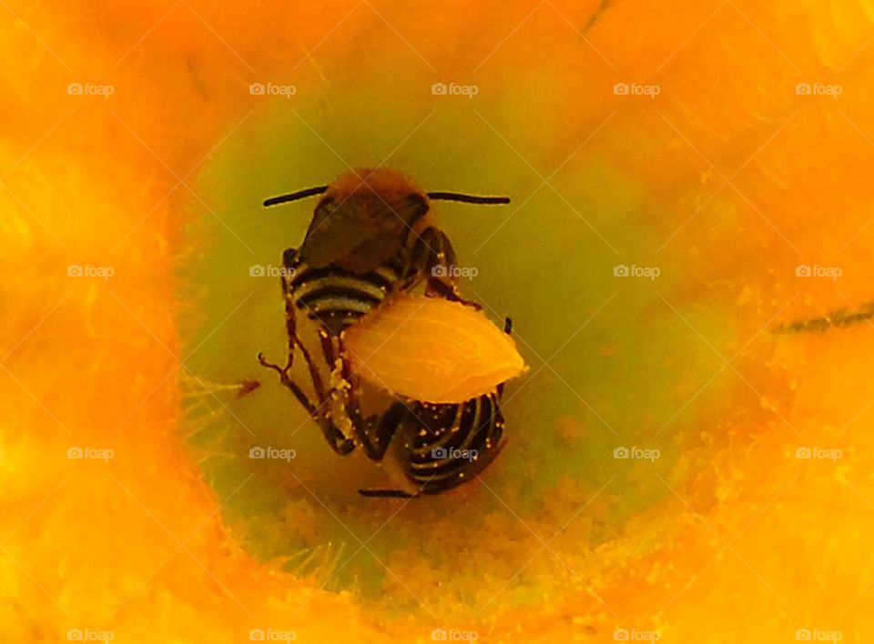 Bees inside flower