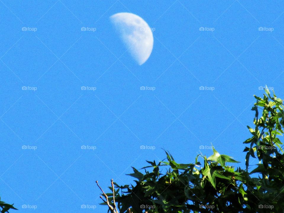 half moon and tree