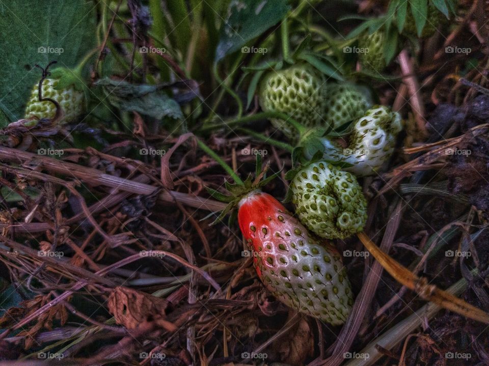 The first ripe strawberries. nature.