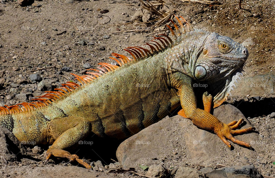 Iguana. 