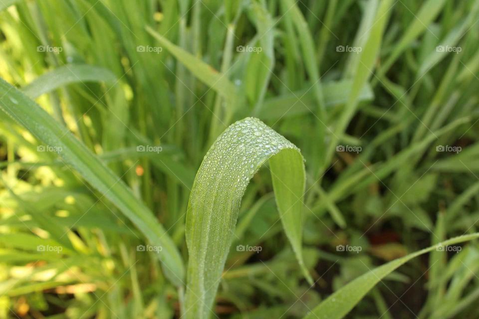 Dew drops on Leaf