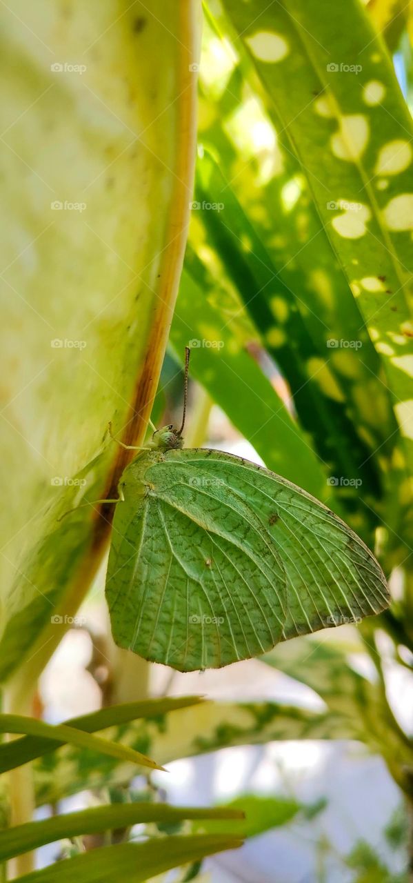 Green Butterfly😍😍😍