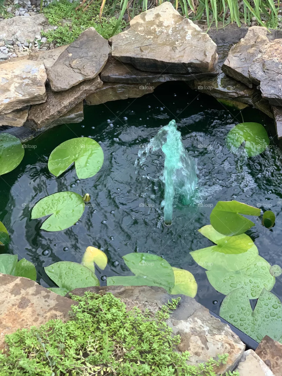 Lilly Pond